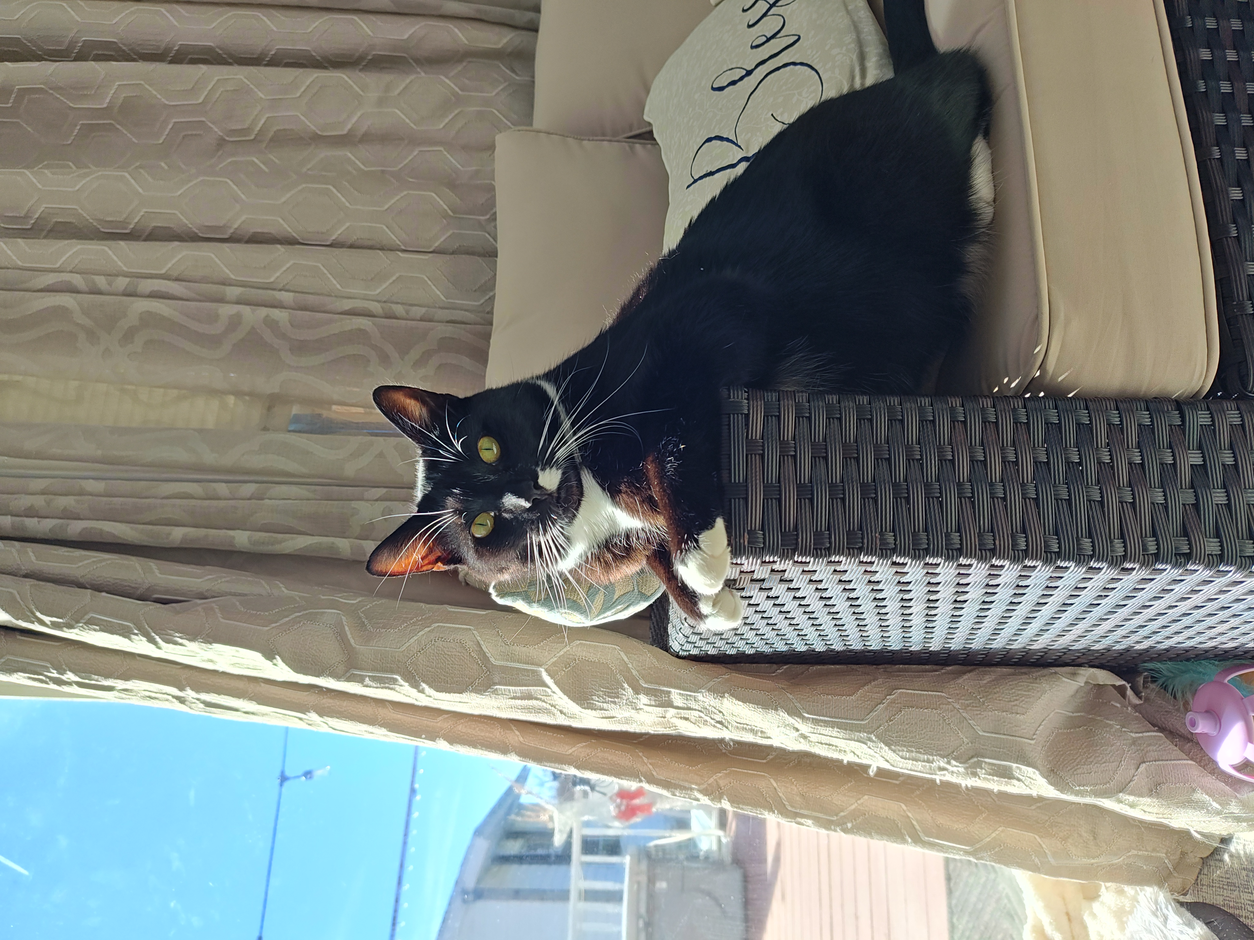 my cat/son socks